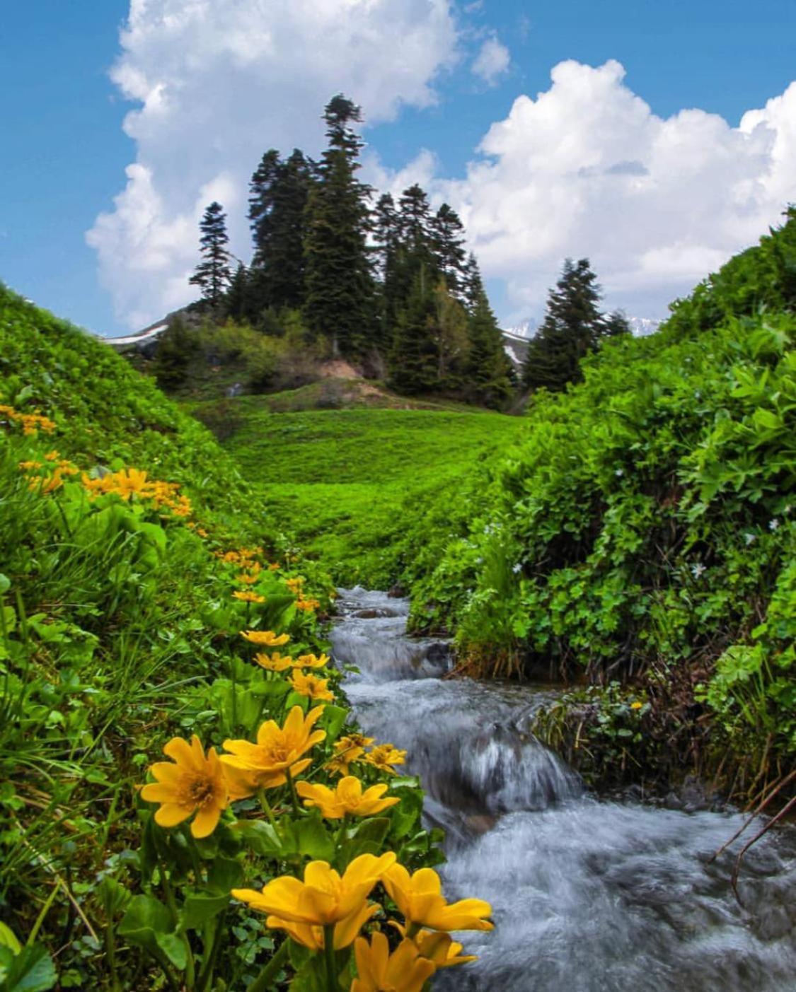 Black Forest Hotel Savsat Esterno foto